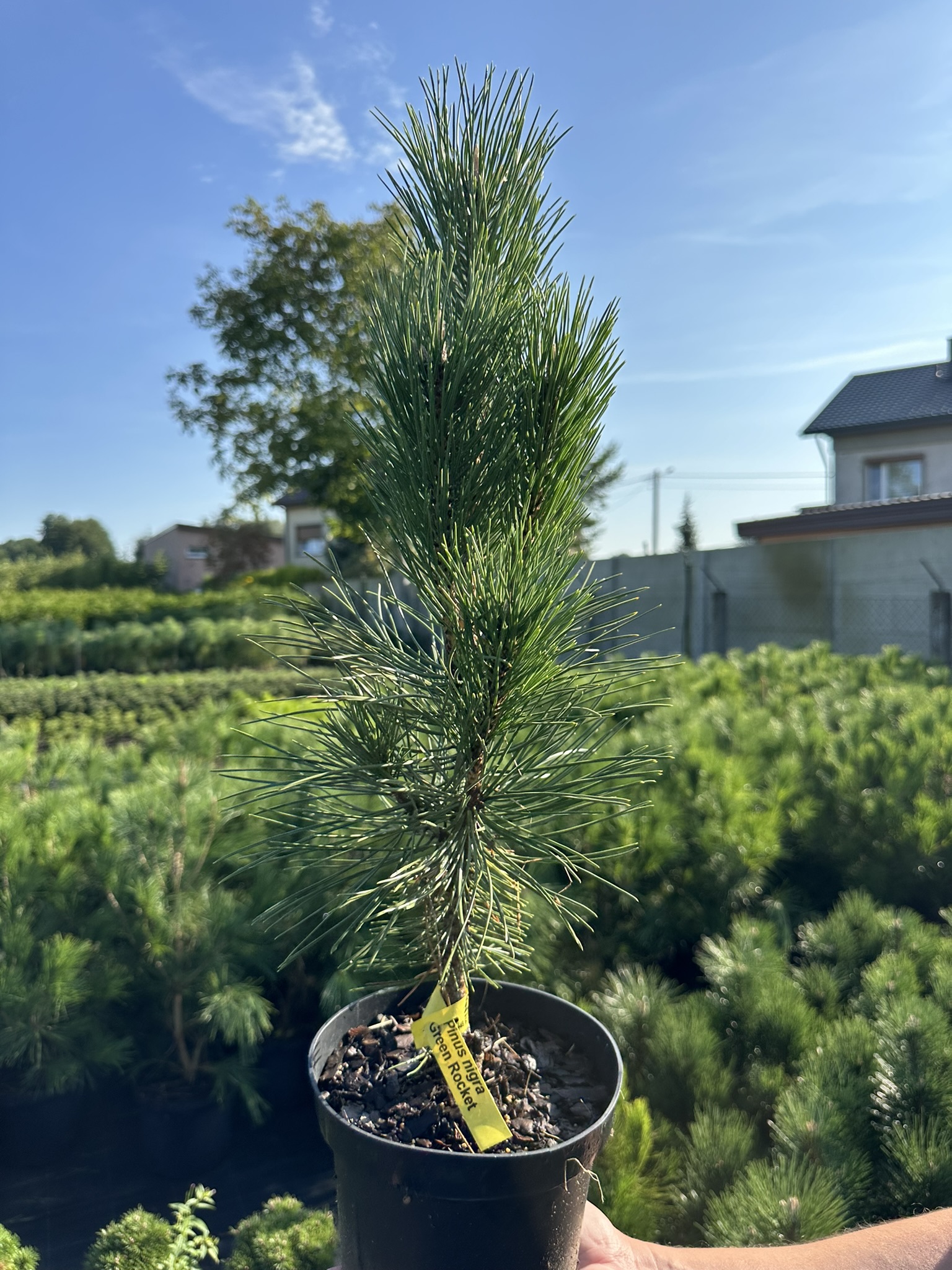 Сосна черная Грин Рокет